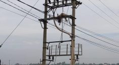 Người dân phát hiện thi thể người đàn ông trung niên trên cột điện cao thế. Ảnh: Dân Việt