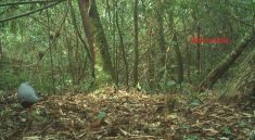 Cận cảnh loài gà lôi trắng mà một nông dân vừa bị kết án tù vì nuôi, mua bán- Ảnh 1.