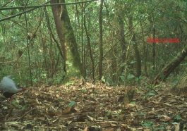Cận cảnh loài gà lôi trắng mà một nông dân vừa bị kết án tù vì nuôi, mua bán- Ảnh 1.