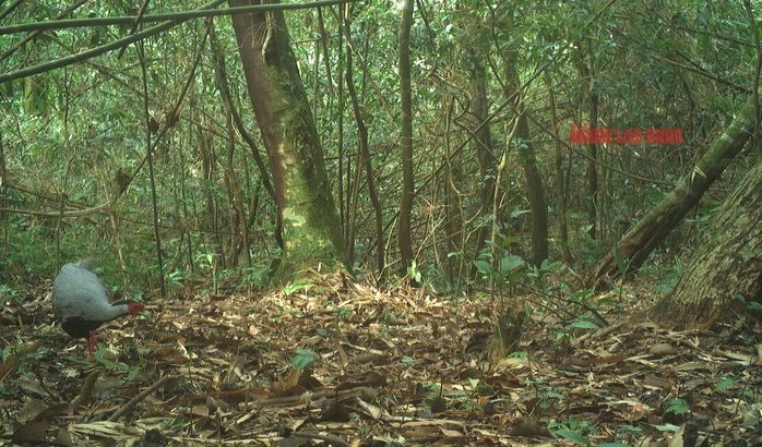 Cận cảnh loài gà lôi trắng mà một nông dân vừa bị kết án tù vì nuôi, mua bán- Ảnh 1.