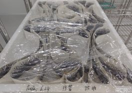 Trung Quốc thả 5 triệu con muỗi mỗi tuần giữa tâm dịch Chikungunya- Ảnh 3.